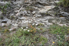 Kitagawia baicalensis