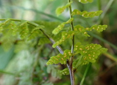Cystopteris moupinensis