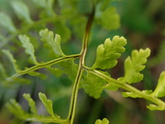 Cystopteris moupinensis