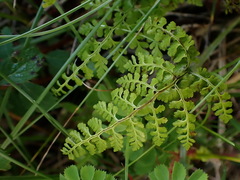 Cystopteris moupinensis