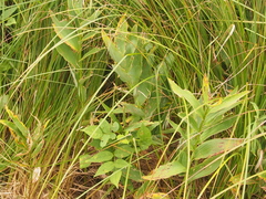 Maianthemum stellatum