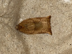 Archips podana