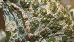 Entomobryidae