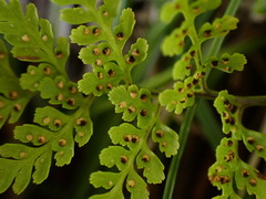 Cystopteris moupinensis