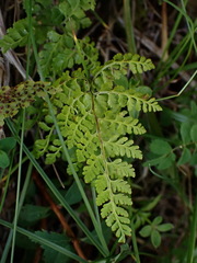 Cystopteris moupinensis