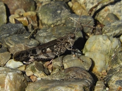 Oedaleus infernalis