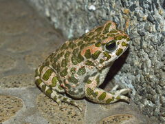 Entomobryidae
