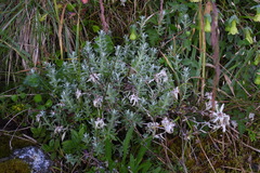 Leontopodium microphyllum