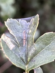 Swammerdamia pyrella