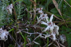 Leontopodium microphyllum