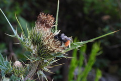 Cirsium arisanense