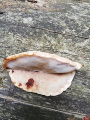 Amylocystis lapponica