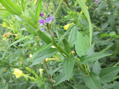 Glycine max soja