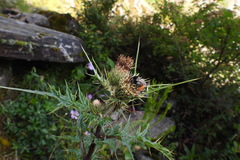Cirsium arisanense
