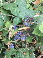 Rubus caesius
