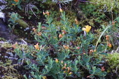 Hypericum nagasawae