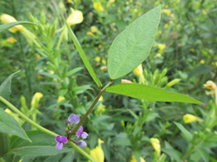 Glycine max soja