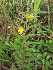 Chamaecrista mimosoides