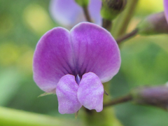 Glycine max soja
