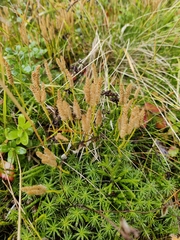 Diphasiastrum complanatum