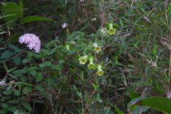 Codonopsis kawakamii