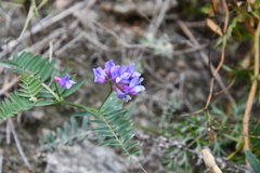 Vicia nervata