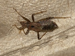Himacerus apterus
