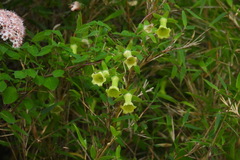 Codonopsis kawakamii