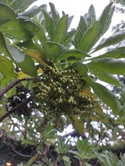 Heliotropium arboreum