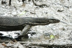Varanus salvator macromaculatus