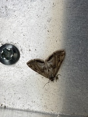 Cataclysta lemnata