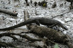 Varanus salvator macromaculatus