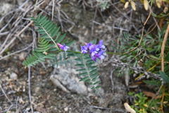 Vicia nervata