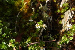 Euphrasia transmorrisonensis