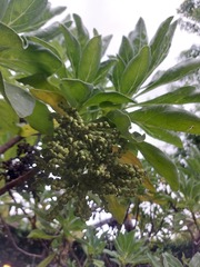 Heliotropium arboreum