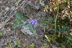 Vicia nervata