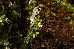 Euphrasia transmorrisonensis