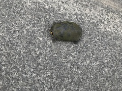 Emydoidea blandingii