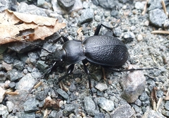 Carabus coriaceus