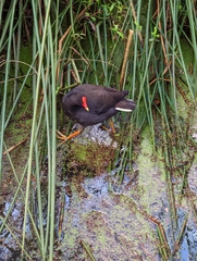 Gallinula tenebrosa