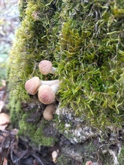 Armillaria borealis