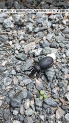 Carabus coriaceus