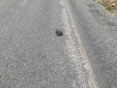 Emydoidea blandingii