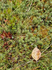 Polytrichum