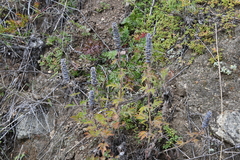 Nepeta multifida