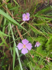 Osbeckia chinensis