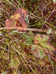 Rubus chamaemorus