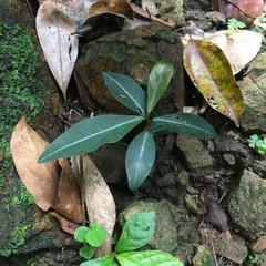 Ardisia sieboldii