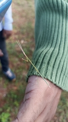 Schizocephala bicornis