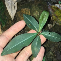 Ardisia sieboldii